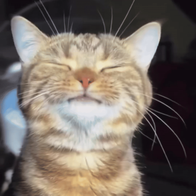 Kitty enjoying the sun