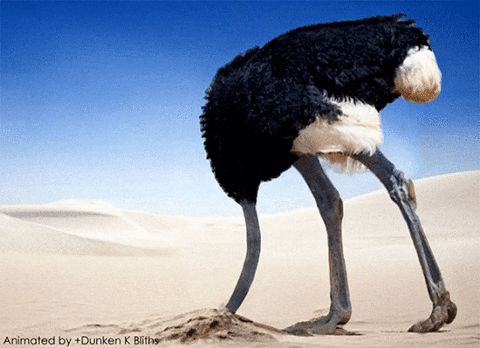 ostrich head in sand