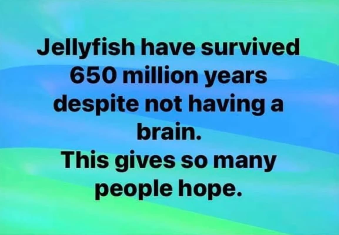 Jellyfish
