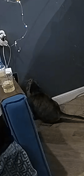 KlipvideoFebruary5th202610_01pm-ezgif.com-video-to-gif-converter (1)