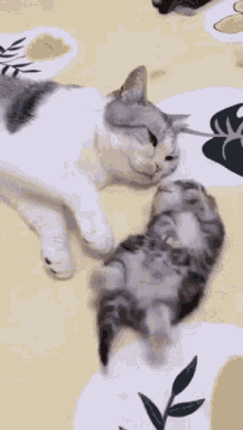 main-qimg-23661fcbd46b15f19387313d3daa2ffd