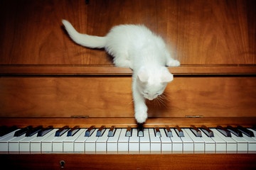 Sing us a song, you're the piano cat Sing us a song tonight Well, we're all in the mood for a melody And you've got us feelin' alrigpht