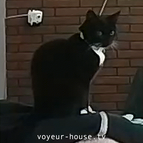 black cat