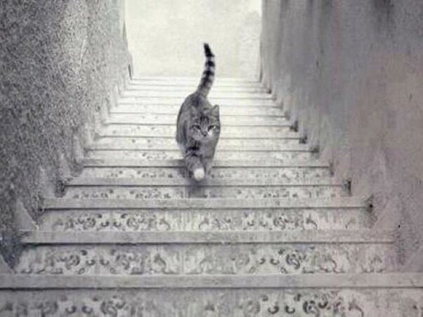 Is this cat going up, or down the staircase