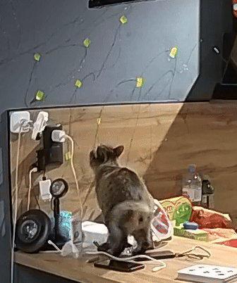 KlipvideoFebruary5th202609_49pm-ezgif.com-video-to-gif-converter