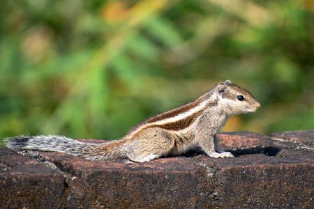 182076810-a-beautiful-indian-palm-squirrel-is-perched-on-the-wall-also-known-as-funambulus-palmarum