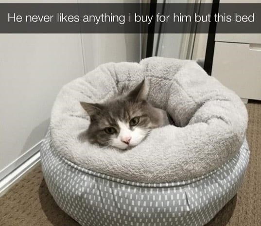 cat-he-never-likes-anything-buy-him-but-this-bed