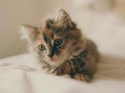 main-qimg-25738e6cbac9d8a8064cff280b4104e0-lq