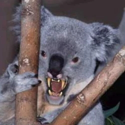 Drop-bear