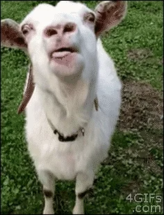 giphy