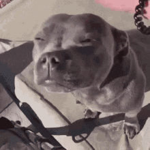 happy-dog