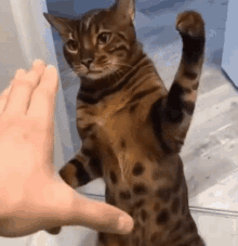 ntuni-cat