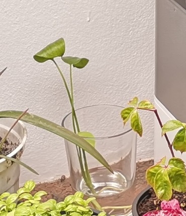 Monstera cutting 2022