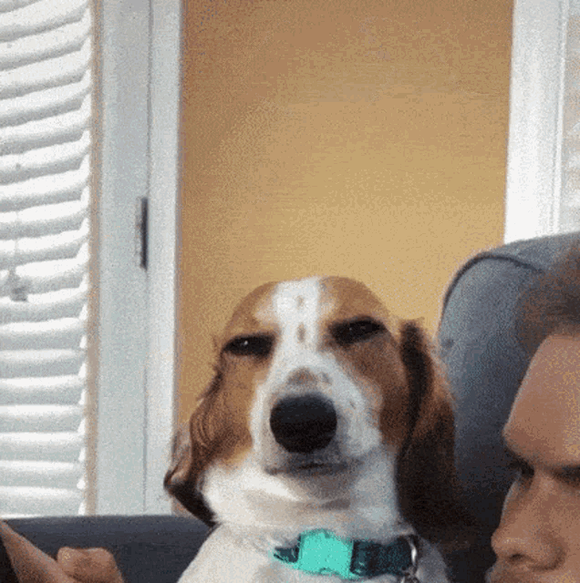 dog-smirk