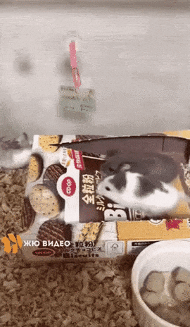 b605af0557ed2ad49d98a5dd7f505b0d8288