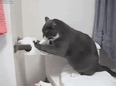 giphy (1)