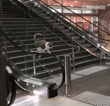 Catscavator