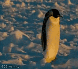 giphy