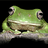 goodfrog